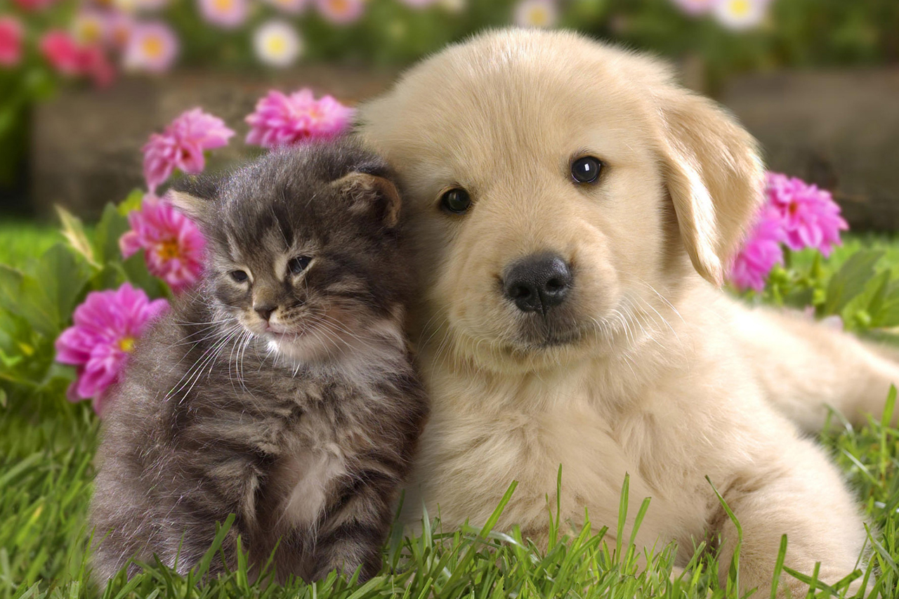 A cat and dog relaxing together